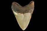 Fossil Megalodon Tooth - North Carolina #147539-2